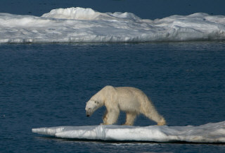 Foto: Elk Meadow/Flickr: Bï¿½lscheoya, Norway. Polar bear walking to end of ice.